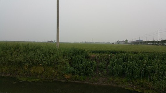 粳糯稻种植基地
