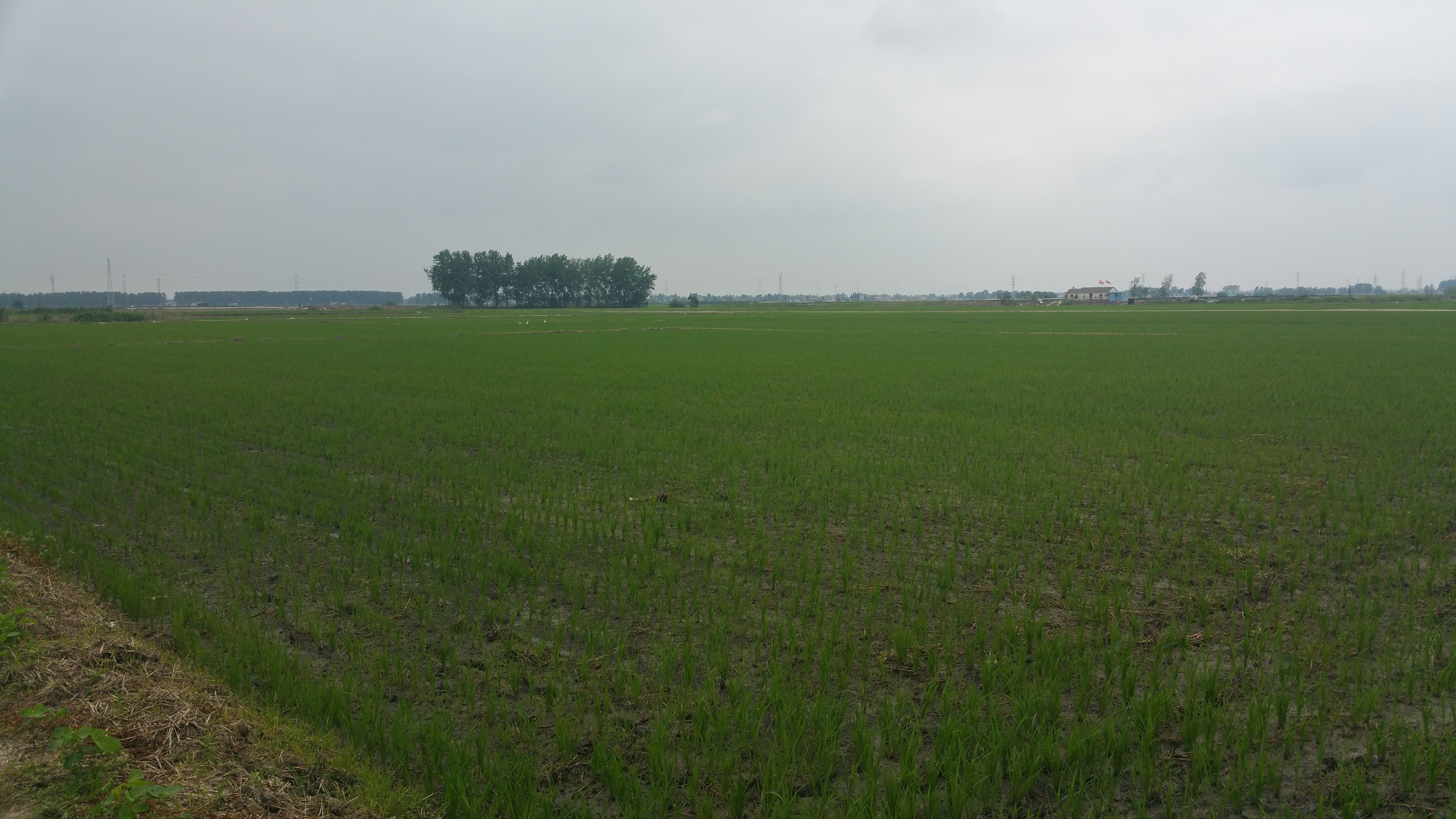 粳糯稻种植基地