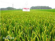 油菜籽收储取消?国内大米价格会有影响吗?